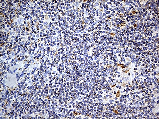LAMP1 / CD107a Antibody (aa29-382, clone OTI8B1)