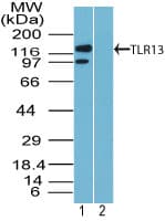 Tlr13 Antibody (aa800-850)