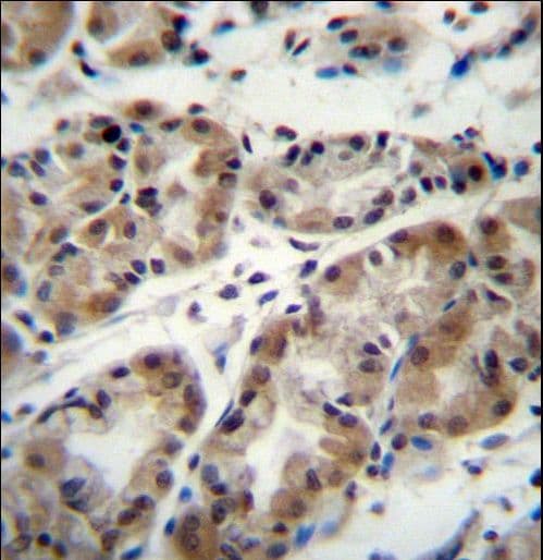 TAF8 Antibody (aa151-178)