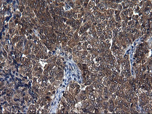 Monoclonal Mouse anti-Human SCRN1 / Secernin 1 Antibody (clone OTI1F2, IHC, WB)