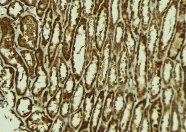 MINA / MINA53 Antibody