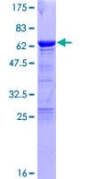 Human TCEA1 / TFIIS Protein (Recombinant GST)
