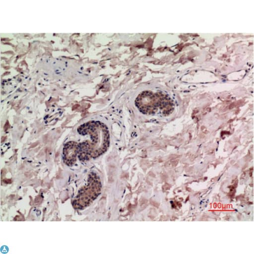SMAD3 Antibody