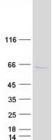 Human TAF7 Protein (Recombinant Myc-DDK (Flag))