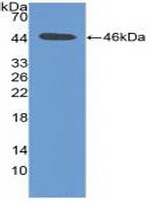 PIM1 / Pim-1 Antibody (aa129-268, PE)