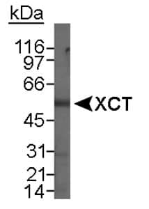SLC7A11 / XCT Antibody (N-Terminus, Biotin)