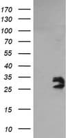 GBAS Antibody (clone OTI1D6, Carrier-free)