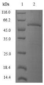 Human RAC3 Protein (Recombinant GST, N-terminus)