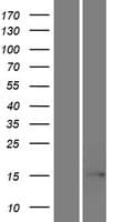 EIF5AL1 Protein (Over-Expression Lysate Myc-DDK (Flag))