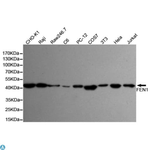 FEN1 Antibody