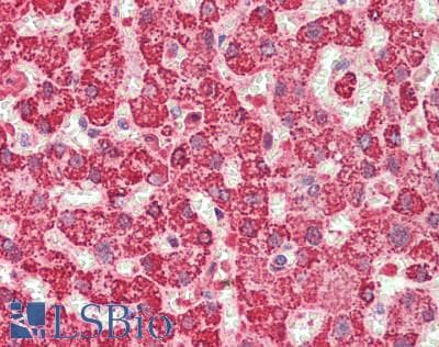 VIPERIN / RSAD2 Antibody (aa42-361)
