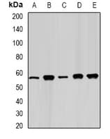 FAAH Antibody