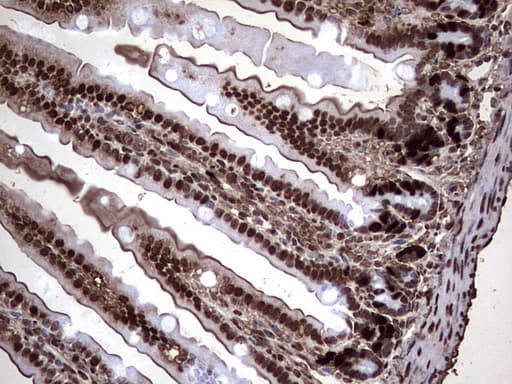BrdU Antibody (clone 7H5)