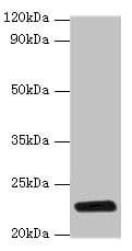 RPIA / RPI Antibody