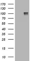 c-Kit / CD117 Antibody (aa546-976, clone OTI2C1D5, Carrier-free)