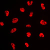 NFYA Antibody (C-Terminus)