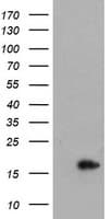 CRABP2 Antibody (clone OTI3C11)