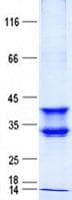 Human DDO / D-Aspartate Oxidase Protein (Recombinant His, N-Terminal)