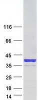 Human DSC92 / NGRN Protein (Recombinant Myc-DDK (Flag))