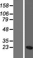 HIST1H3C Protein (Over-Expression Lysate Myc-DDK (Flag))