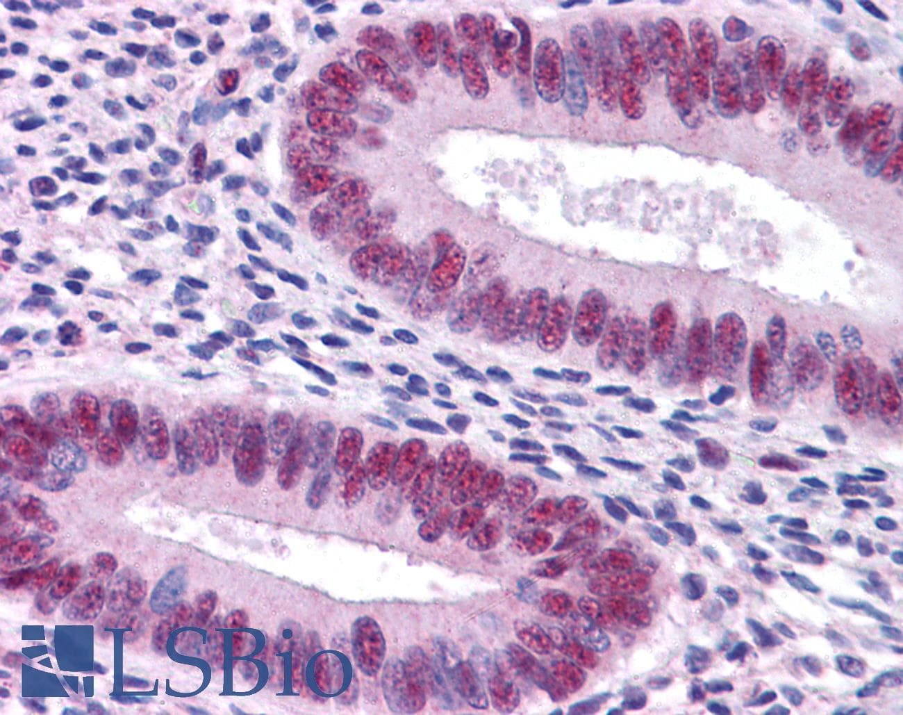 STAT3 Antibody (aa683-732)