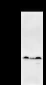 Monoclonal Mouse anti-Human PAX8 Antibody (clone PAX8R1, IF, WB)