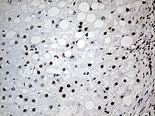 Monoclonal Mouse anti-Human DDX39B / UAP56 Antibody (clone OTI7H4, Carrier-free, aa319-428, IHC, WB)