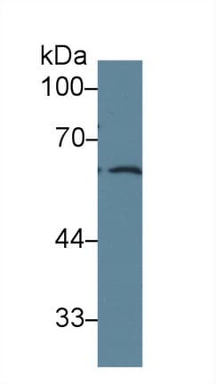 FRS2 Antibody (aa268-453)