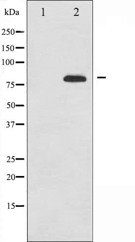 SYN1 / Synapsin 1 Antibody