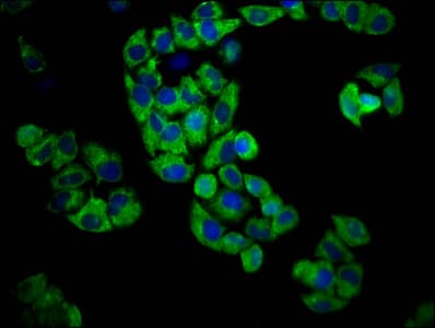 Polyclonal Rabbit anti-Human GPR174 Antibody (IHC, IF, WB)