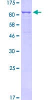 Human LRRN1 Protein (Recombinant GST)
