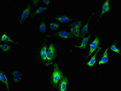 CDK11A / CDC2L2 Antibody