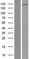 Human ERICH3 / C1orf173 Protein (Over-Expression Lysate Myc-DDK (Flag))