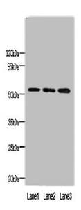 Polyclonal Rabbit anti-Human FAM63A Antibody