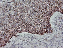 MRPS27 Antibody (clone OTI6E5)