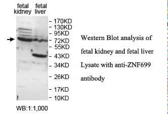 ZNF699 Antibody (aa271-545)