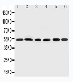 SMAD2 Antibody (aa94-112)