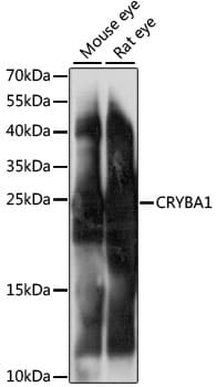 CRYBA1 Antibody
