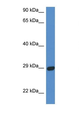 STX2 / Syntaxin 2 Antibody (aa68-117)