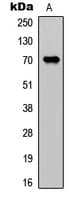 Polyclonal Rabbit anti-Human CDC25A Antibody (N-Terminus, IHC, IF, WB)