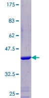 Human NDUFA5 Protein (Recombinant GST)