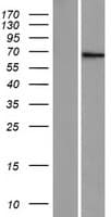 ZNF57 Protein (Over-Expression Lysate Myc-DDK (Flag))