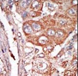 FGF4 Antibody (aa168-198)
