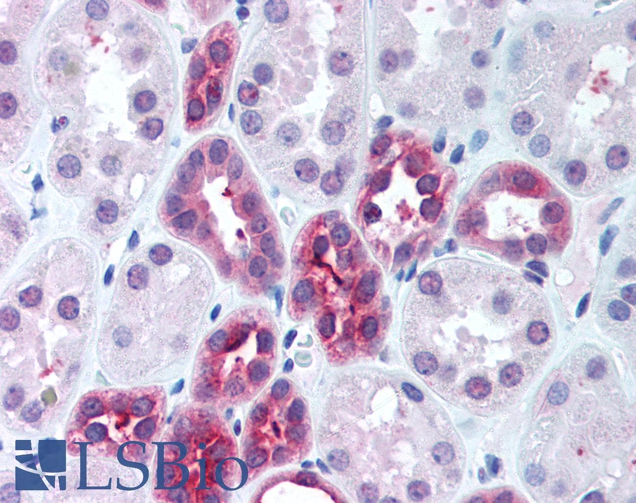 IHC-plus™ DUT / DUTPase Antibody (aa1-52)