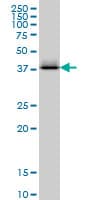 CTH / Cystathionase Antibody (clone S51)