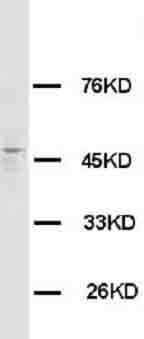 HRH3 / Histamine 3 Receptor Antibody (C-Terminus)
