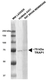TRAP1 / HSP75 Antibody