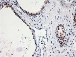 SMS / Spermine Synthase Antibody (clone OTI3A8, Carrier-free)