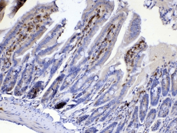 CDC20 Antibody