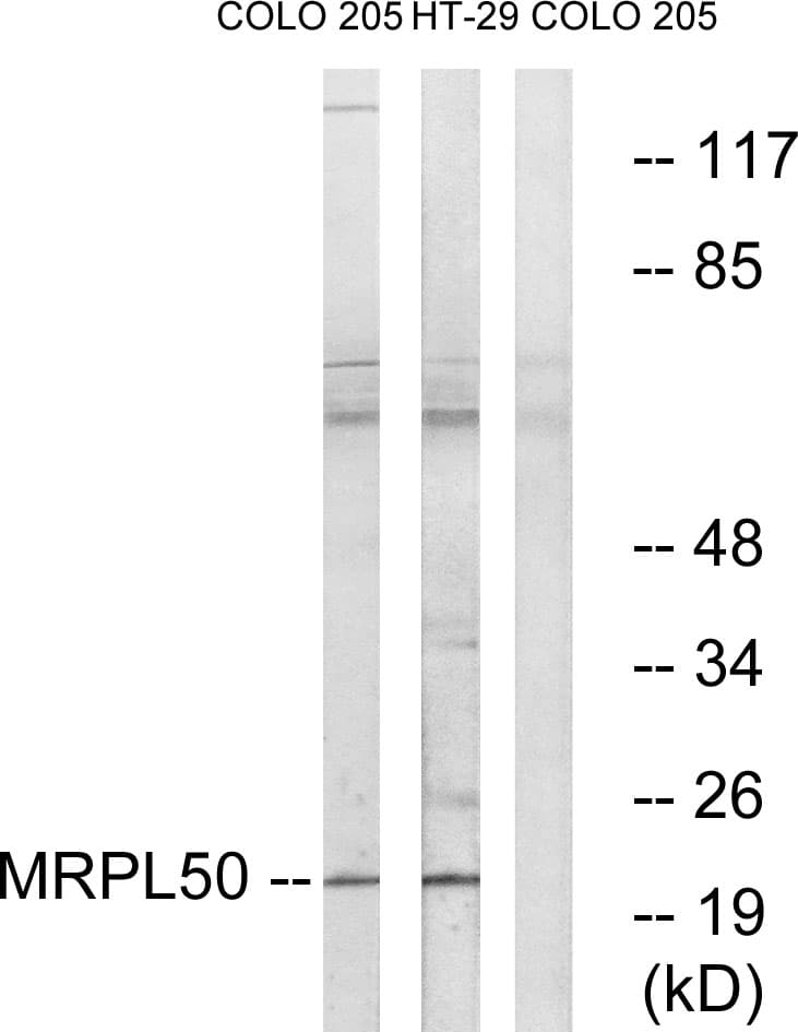 MRPL50 Antibody (aa109-158)